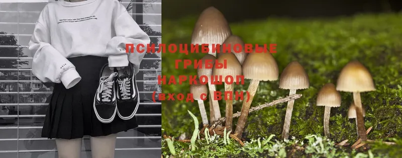 Псилоцибиновые грибы Psilocybe  маркетплейс какой сайт  Зеленодольск  MEGA ССЫЛКА 